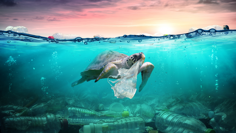 Die verheerenden Auswirkungen von Plastik in den Meeren