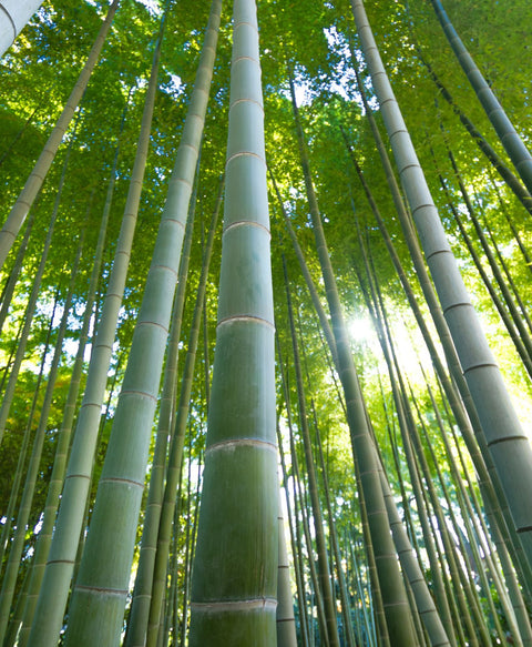 Wilde Bambus Plantage